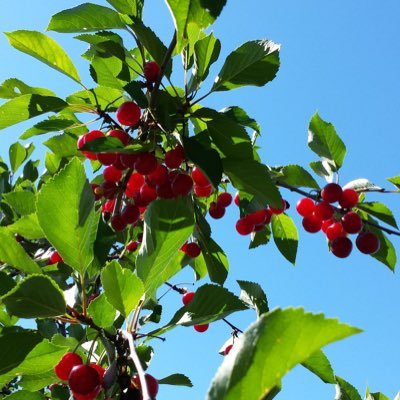 blasto8or's profile picture. 