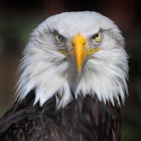 World Bird Sanctuary(@WBSSTL) 's Twitter Profile Photo