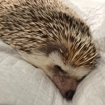 オショーさんのプロフィール画像