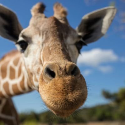 Wesley_S_Godoy's profile picture. 