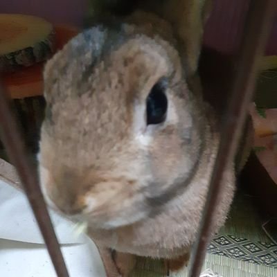 紫楽🪷s.藤代🩼誕プレに推しのしんどい欲しいさんのプロフィール画像