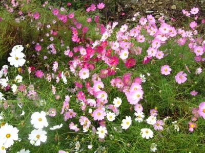 miso0429's profile picture. 