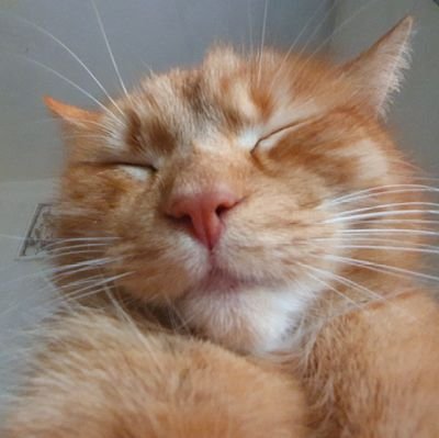 GumisGoomish's profile picture. Ogólnie to Gumisie i inne stworki 🙂
Koty na zdjęciach są moje, albo raczej ja jestem ich 🤣
Zwierzolub