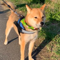 銀ちゃんパパ (@ginchanpapa0702) 's Twitter Profile Photo 銀ちゃんパパ (@ginchanpapa0702) 's Twitter Profile Photo