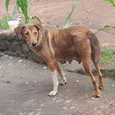 NGO🐕🐕🐕
❤️❤️💛🐕help us fullfil our mission of rescuing homeless and starving Animals on streets🐕🐕💛❤️❤️Help to share the account, follow and donate