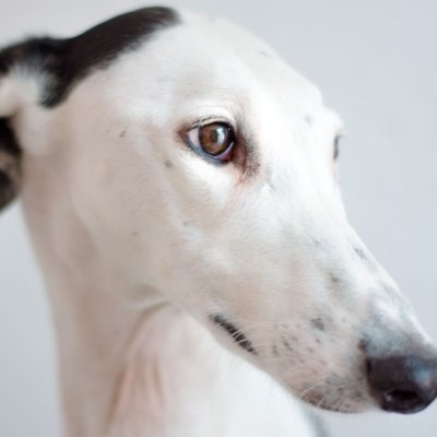 Malagueña y exquisita. Amante de los perretes en especial los galgos, Trekie hasta la médula