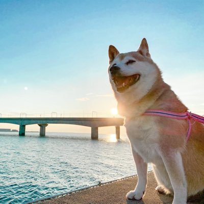 犬好きの方と繋がりたい！犬好きの方フォローしてください！相互フォロー歓迎です！