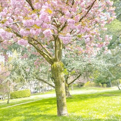 cosmossirius77's profile picture. citoyenne belge, européenne et du monde