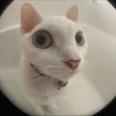 skill_issued's profile picture. Não tem bio. vaza.