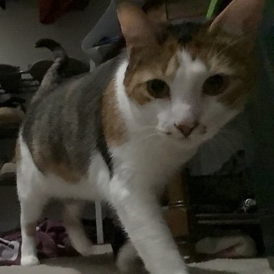 lexiwood325's profile picture. Follow me and I’ll follow you back