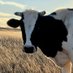 bull (@bullsabuu) Twitter profile photo bull (@bullsabuu) Twitter profile photo