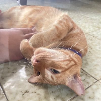 MamakTahuBulat's profile picture. perfectioner without perfect🤖