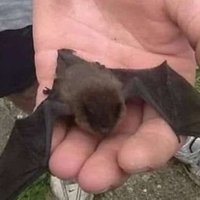 totally a bat (@totallybat) 's Twitter Profile Photo