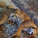 thomas kirk murphy - @kirk_murphy - Twitter