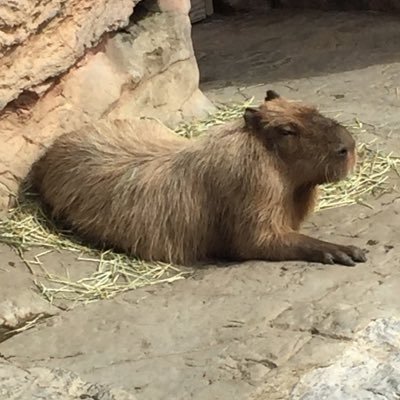 車の魅力を広めたいカピバラさんのプロフィール画像