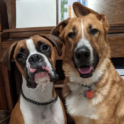 Henlo! We iz Chance (GSD mix 🎂 4/14/18) & Jack (boxer 🎂 10/20/19) #ZSHQ