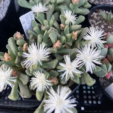 huwie_to_ta29's profile picture. 多肉植物育てながらレオパ、フトアゴとわんこ🐶を愛でています🦎🦖