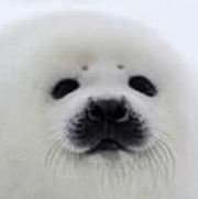 심해상어さんのプロフィール画像