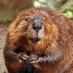 Ivan Ivanov (@IvanBeaverLover) Twitter profile photo