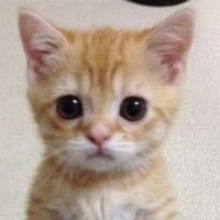 지상 (@knowjicom) 's Twitter Profile