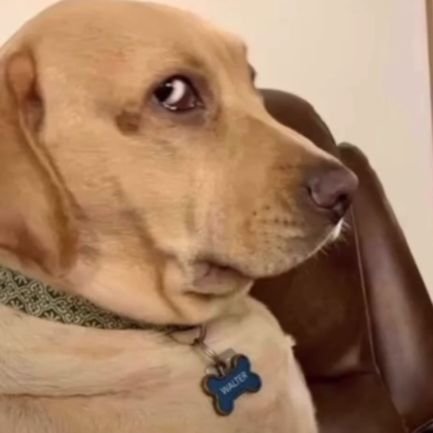 DxvKold's profile picture. 