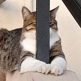 kano_rono's profile picture. フォーリナーとサイコパワ〜