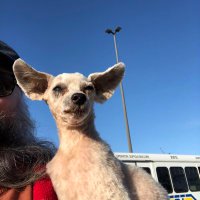 some girl (@tweetsfrom_tee) Twitter profile photo