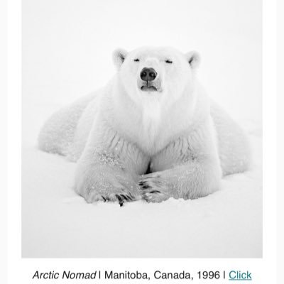 TheMoonHybrid's profile picture. The moon 🌝 child. Here’s mine ; - Humanity - Freethinker - Real Madrid - CR7 - Animals - Basketball 🏀