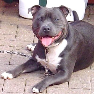 StaffiesUnited's profile picture. a page dedicated to Staffies!!♥️♥️♥️