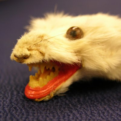 Weasentine's profile picture. Arpg coverage! Discover new titles and up your game in the arpg genre! Follow me on YT- https://t.co/ReapuZW2yG…