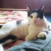 Md. Mehedi Hasan (@mimuthekitty) Twitter profile photo Md. Mehedi Hasan (@mimuthekitty) Twitter profile photo
