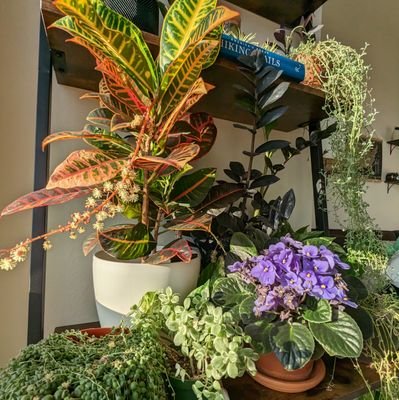 Houseplant Hobbyist Profile