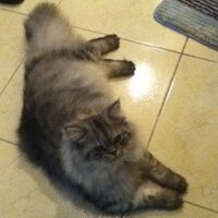 batoola al-arbash (@batoolaalarbash) 's Twitter Profile