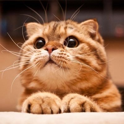 keke020252963's profile picture. 趣味アカです。