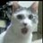 Iandigilogue's profile image