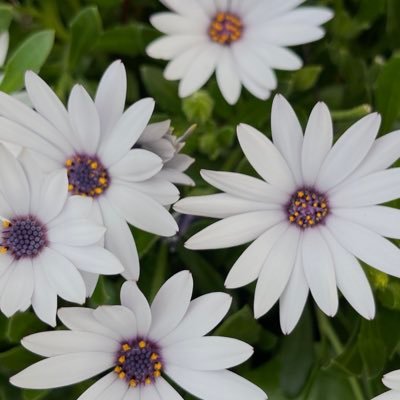 JPNstox's profile picture. 