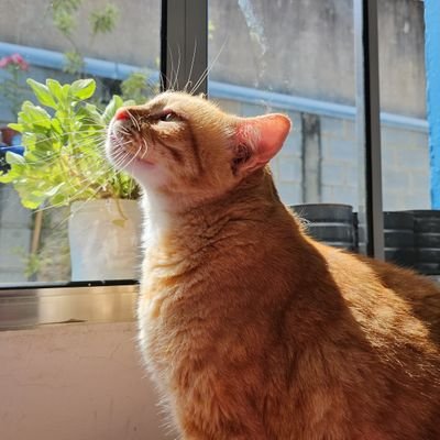 aleotropica's profile picture. 