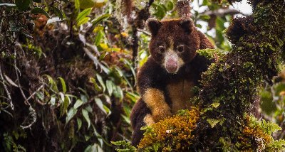 Official Site of Port Moresby Nature Park.

World Tree Kangaroo Day, 21 May 2023.
Proud partner of AZA SAFE

Help our Wildlife Rescue
https://t.co/FS7H2Na0ig