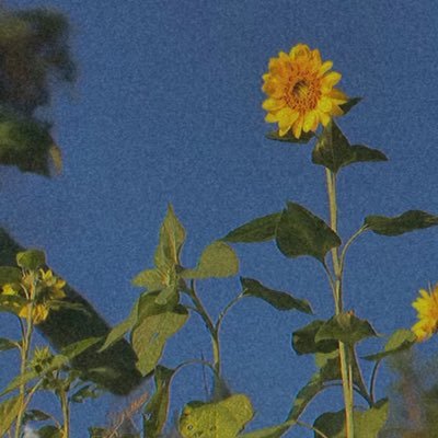 Ratch81862363's profile picture. เสือก