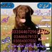 Armydogcenter Okara (@armydogcenter18) Twitter profile photo Armydogcenter Okara (@armydogcenter18) Twitter profile photo