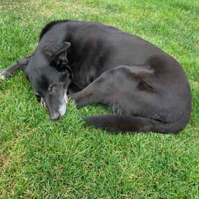 redskin50's profile picture. 🇨🇦 #fuck trumpism 💙🌈 #crown royal UWO alumni.