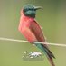 Friends of Arabuko-Sokoke Forest (FoASF) (@arabukosokoke) Twitter profile photo Friends of Arabuko-Sokoke Forest (FoASF) (@arabukosokoke) Twitter profile photo