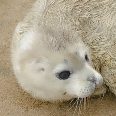 日々の癒やしを求める海獣大好きさん🦭写真と動画は撮り貯めしたものを少しずつ放出してる🦭無断転載禁止🦭No unauthorized reproduction