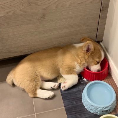 corgycall's profile picture. 