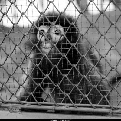 Sharkkz__'s profile picture. 🏴󠁧󠁢󠁥󠁮󠁧󠁿🇯🇲