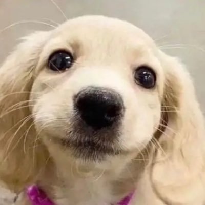 zelaasi's profile picture. 