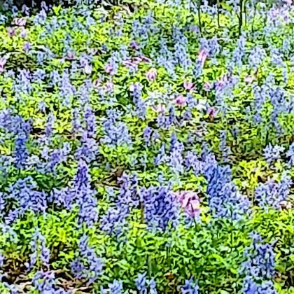 北海道在住🌷🌻🌿☃️髭男大好き💓♥️な親?世代。W会員🌸🐻箱推し /髭活命🐨 2022年真駒内*Hitaru参戦済/髭男LIVE島根に行くのが夢⛩️🎵無類の猫🐱🐈好き💕ツイッター初心者🔰です。無言フォロー失礼致します♡/タメ語🆗/不慣れなので失礼あったらごめんなさい🙇♀️
