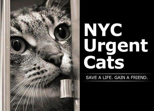 A page dedicated to saving the cats & kittens at the NYC ACC. NYC Urgent Cats is run by volunteers and NOT affiliated with the shelter.