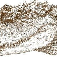 Cocodile π (@yardcritic) 's Twitter Profile