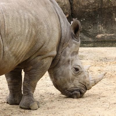 🔰一眼レフ初心者📷✨動物園の動物たちに会いに行くのが楽しみ🎵